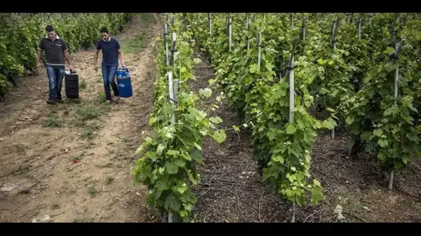 Pesticides : chez les vignerons, les pratiques évoluent