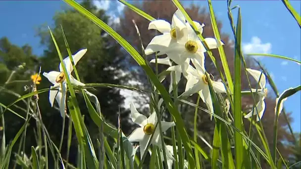 Concours des prairies fleuries 2019 : six exploitations en lice dans le Doubs