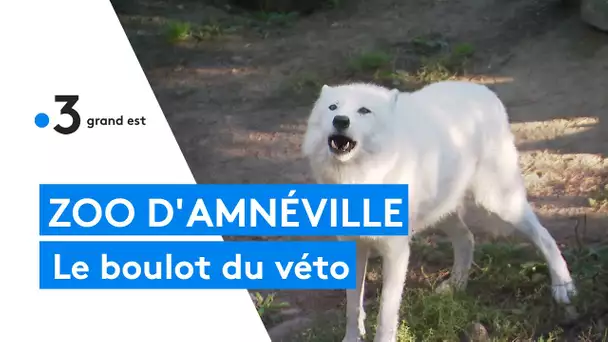 Zoo d'Amnéville : 4/4 le boulot du vétérinaire