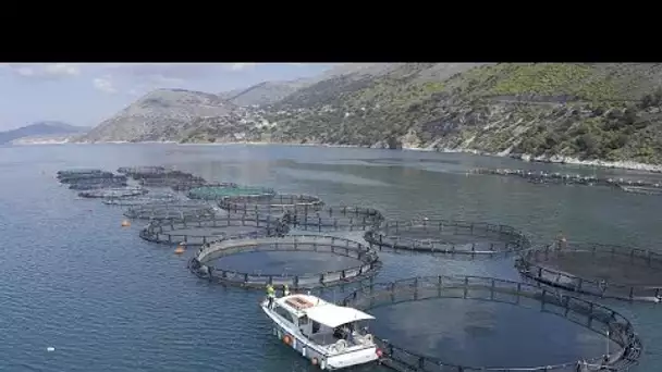 En Grèce, le secteur de l'aquaculture cherche à se féminiser