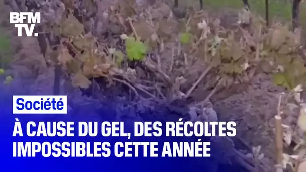 À cause du gel, de nombreux agriculteurs ont perdu une grande partie de leurs récoltes