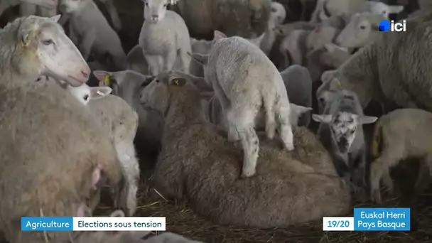 Elections à la chambre d'agriculture : enjeux du scrutin au Pays basque