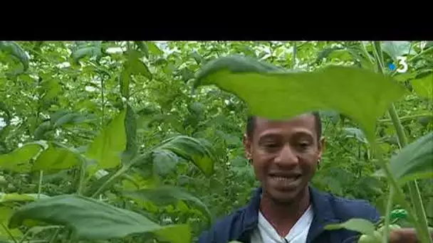 Un nouveau virus destructeur pour les tomates