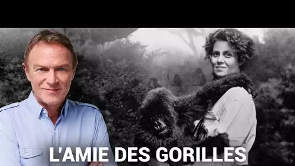 Hondelatte Raconte : Dian Fossey, la dame aux gorilles (récit intégral)