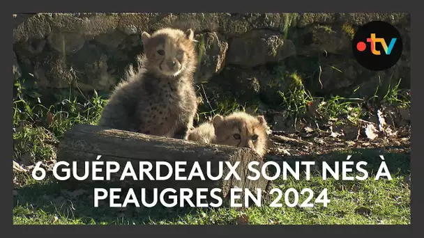 Safari de Peaugres : 6 petits guépardeaux sont nés en 2024