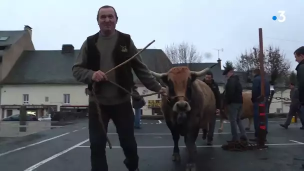 selection vache aubrac