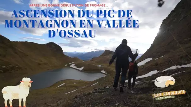 Vallée d'Ossau : ascension du pic du Montagnon et régalade de formage de brebis