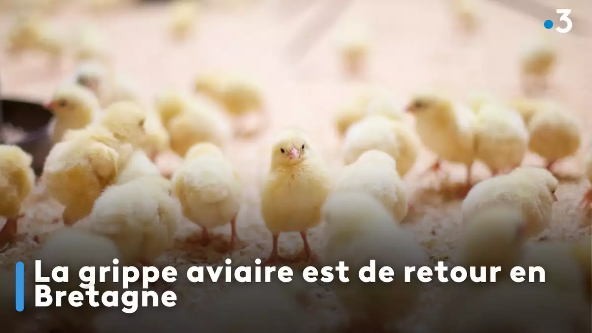 La grippe aviaire est de retour en Bretagne Allo Trends