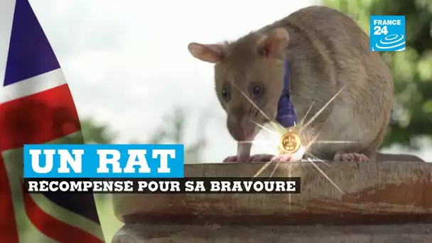 Un rat démineur décoré pour son courage