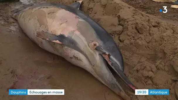 Charente-Maritime : échouage massif de dauphins