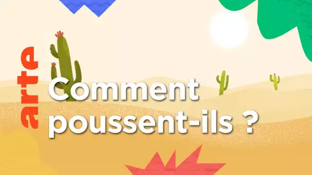 Comment font les cactus pour pousser dans le désert ? | ARTE Junior