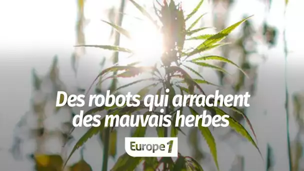 Des robots qui arrachent les mauvais herbes