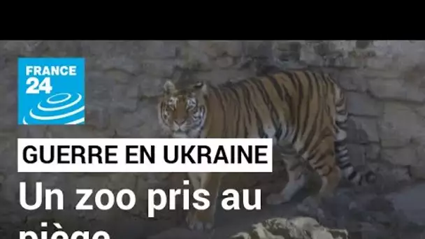 Le plus grand zoo d'Ukraine pris au piège près de la ligne de front • FRANCE 24