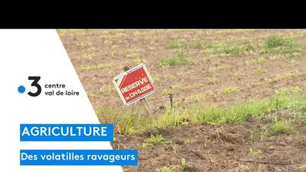 Agriculture : les corneilles ravagent les champs de maïs et de tournesols