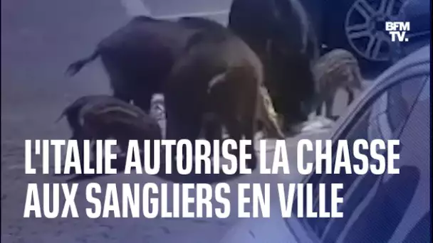 L’Italie autorise la chasse aux sangliers dans les villes