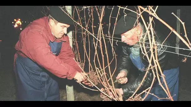 Dans le Gers, la "jolie tradition" des vendanges tardives du Pacherenc