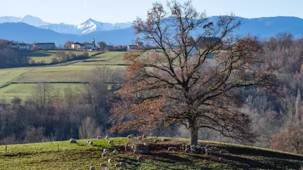 «L'arbre est complètement perdu» : des arboriculteurs s'inquiètent de la douceur automnale