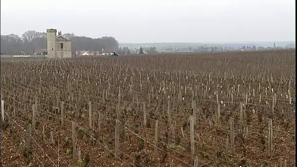 Les vignes en fête • FRANCE 24