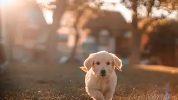 Le destin tragique du chiot retrouvé mort dans un jardin