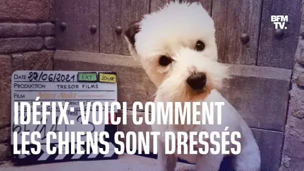 Voici comment les chiens sont dressés pour jouer Idéfix dans le dernier "Astérix et Obélix"