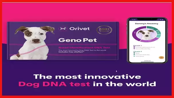 Orivet Genopet Dog DNA Test | Dog Breed Test Kit, Genetic Testing, Heritable Health Risks and Life