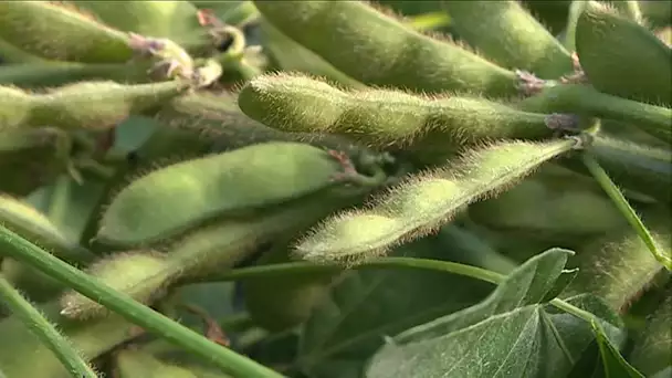 Maraîchère de légumes japonais en Indre-et-Loire