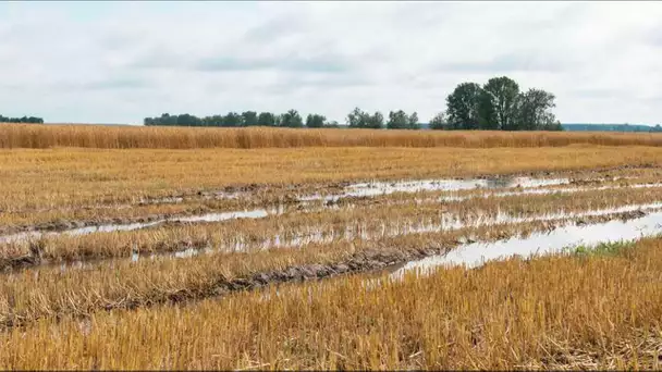 De moins en moins de blé