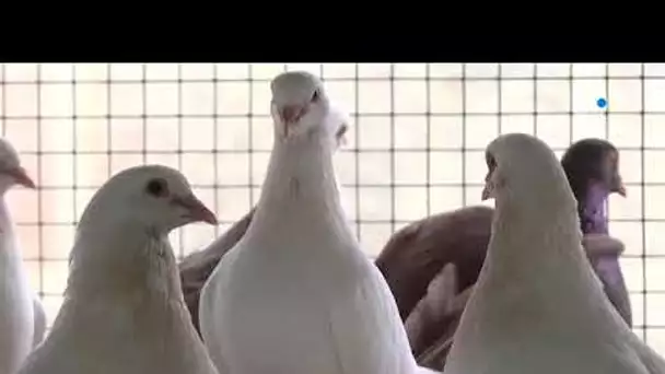 De la table des chefs au grand public, le succès des pigeons de l'élevage du Mont Royal dans le Tarn