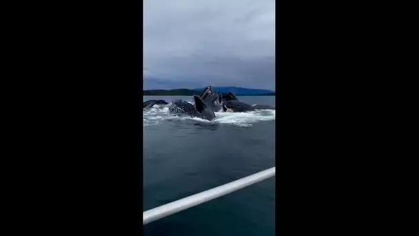 Un incroyable ballet de  baleines à bosse en Alaska