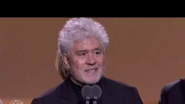 Le sacre de Pedro Almodovar pour "Douleur et gloire" aux Goya espagnols