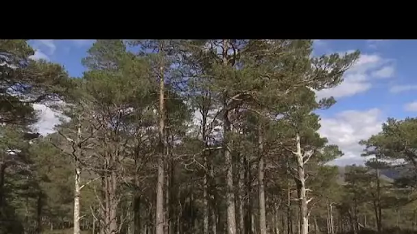 Un arbre offert gratuitement à tous les foyers Gallois