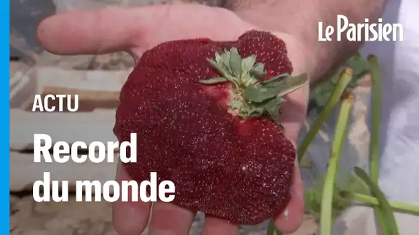 Cette fraise israélienne de 289 g est la plus grosse du monde