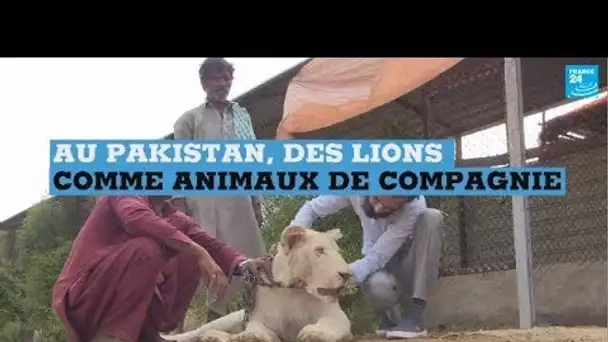 Au Pakistan, des lions comme animaux de compagnie