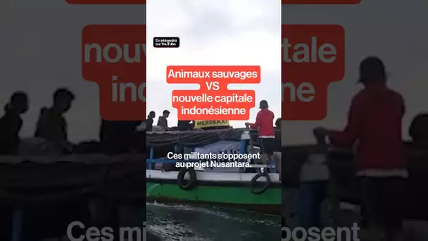 Animaux sauvages VS nouvelle capitale indonésienne