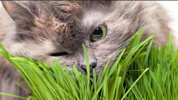 Un chat entre dans une animalerie et découvre le rayon jouet, sa réaction est magique !