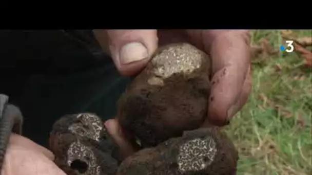 A la recherche du diamant noir dans le Tarn, l'autre pays de la truffe !