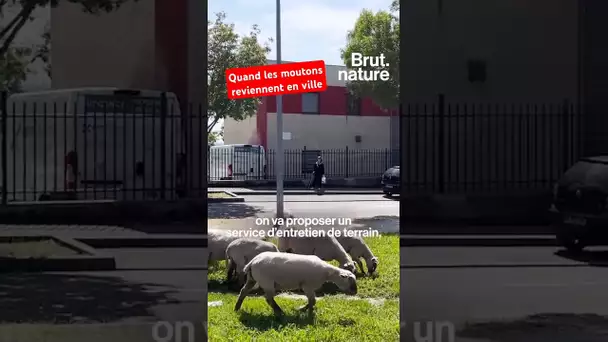 Quand les moutons reviennent en ville