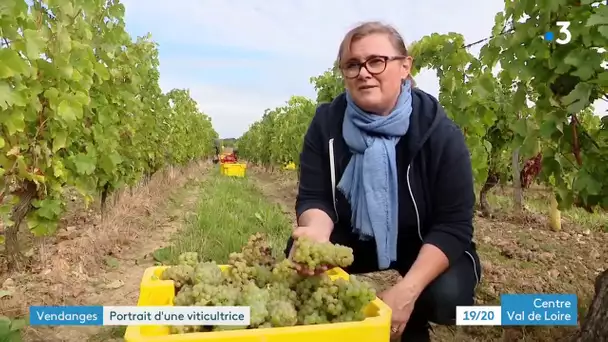 Azay-le-Rideau : trois semaines de vendanges en cours au domaine