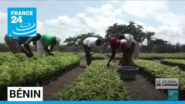 Au Bénin, un ménage sur quatre utilise le bois comme source d’énergie • FRANCE 24