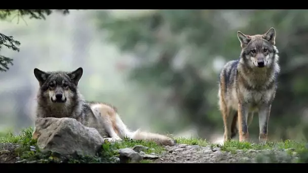 L'élevage et les loups sont-ils compatibles dans les montagnes ?