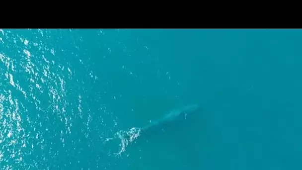 Espèces menacées : un espoir pour les baleines bleues ?