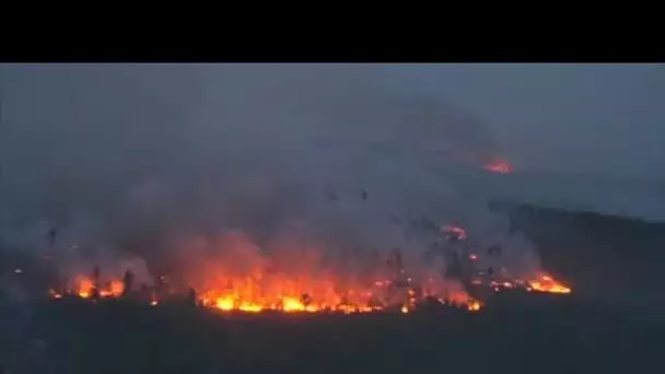 Incendies, déforestations ... les poumons verts du globe sont en danger