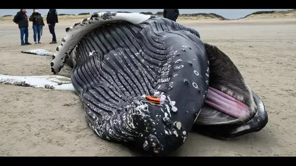 Pas-de-Calais : une baleine à bosse de presque dix mètres échouée sur une plage