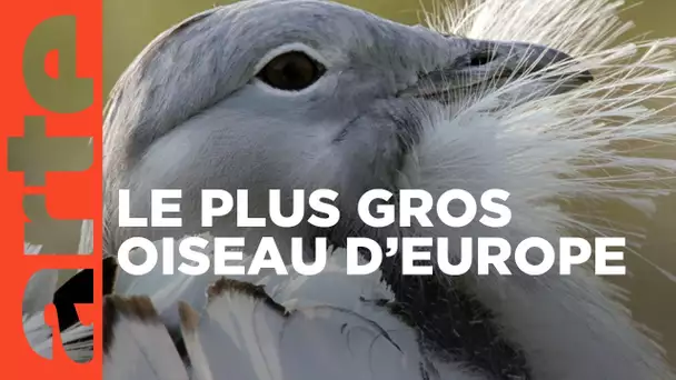 La science au secours des oiseaux | ARTE