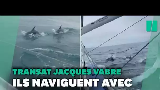 Transat Jacques Vabre: des dauphins avec les skippers au large de la Bretagne