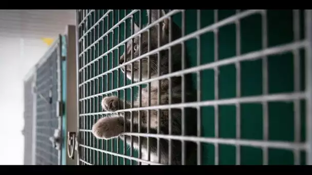 La France, triste championne d’Europe de l’abandon d’animaux : "Un réflexe lâche"