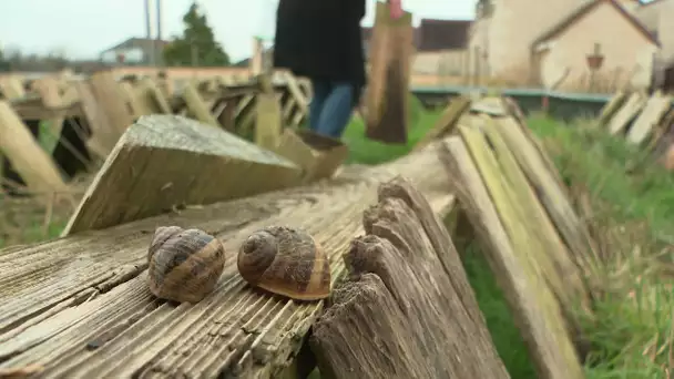 Vienne : un élevage d'escargots en difficulté à Sénillé-Saint-Sauveur