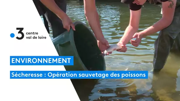 Sécheresse : sauvetage des poissons dans le canal d'Orléans