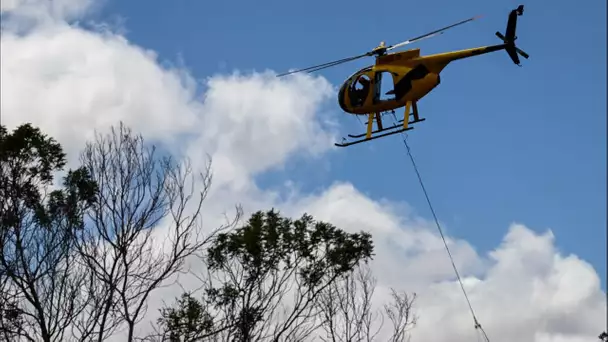 Incendies à Hawaï : l'inefficacité des autorités pointée du doigt