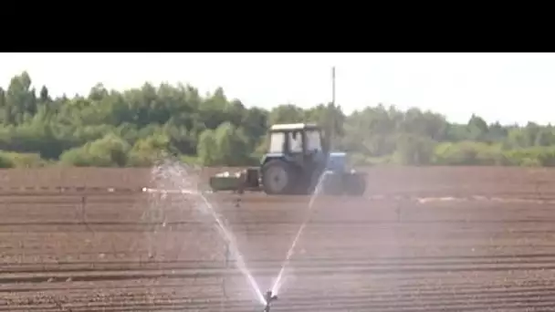 Les sécheresse menace les récoltes et les forêts : reportage en Lituanie et en Pologne